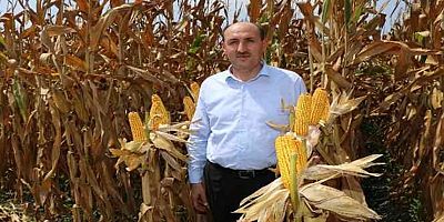 Çukurova'da mısır hasadı başladı